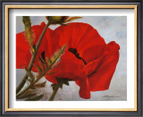 Buy The Red Poppy at AllPosters.com