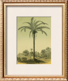 Buy Astrocaryum Palm at AllPosters.com