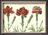 Buy Floral Plate XVIII at AllPosters.com