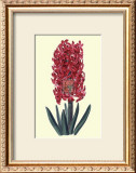 Buy Cochineal Hyancith at AllPosters.com
