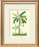 Buy Banana, Musa Sapientum at AllPosters.com