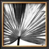 Buy Black and White Palms III at AllPosters.com