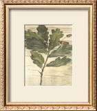 Buy Weathered Oak Leaves II at AllPosters.com