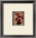 Petunia Study II