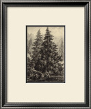 Buy Spruce Pine at AllPosters.com