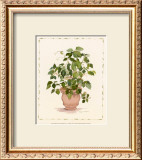 Buy Ivy in a Clay Pot at AllPosters.com