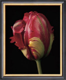 Buy Tulipa Orange Flame at AllPosters.com