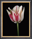 Buy Tulipa Sorbet at AllPosters.com