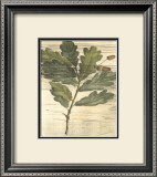 Buy Weathered Oak Leaves II at AllPosters.com