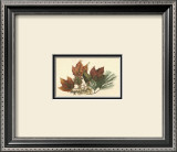 Buy Red Maple at AllPosters.com