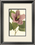 Buy Hibiscus I at AllPosters.com