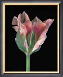 Buy Tulipa China Town at AllPosters.com