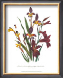 Buy Sphoerospora Imbricata at AllPosters.com