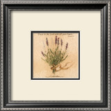 Buy Lavender at AllPosters.com