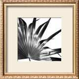 Buy Black and White Palms I at AllPosters.com