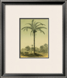 Buy Astrocaryum Palm at AllPosters.com