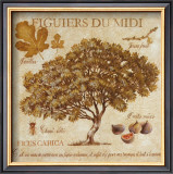 Figuiers du Midi