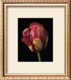 Buy Tulipa Orange Flame at AllPosters.com