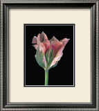 Buy Tulipa China Town at AllPosters.com