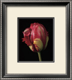 Buy Tulipa Orange Flame at AllPosters.com