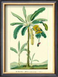 Buy Banana, Musa Sapientum at AllPosters.com