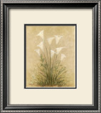 Calla Lilies