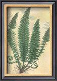 Buy Forest Sword Fern at AllPosters.com