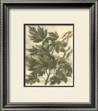 Buy Weathered Maple Leaves I at AllPosters.com