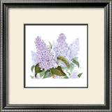 Buy Lilac at AllPosters.com