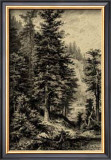 Buy Noble Fir at AllPosters.com