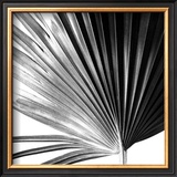 Buy Black and White Palms IV at AllPosters.com