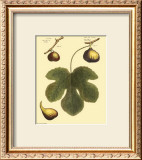 Buy Fig Leaf I at AllPosters.com