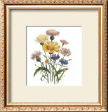 Buy Centaurea Crocadylium at AllPosters.com