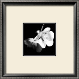 Quince Blossoms I