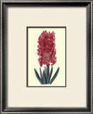 Buy Cochineal Hyancith at AllPosters.com