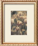 Buy Tinted Tulips I at AllPosters.com