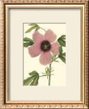 Buy Hibiscus II at AllPosters.com