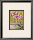Phalaenopsis Orchid