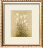 Calla Lilies