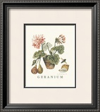 Buy Geraniums at AllPosters.com