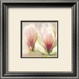 Buy Magnolia Soulangiana at AllPosters.com