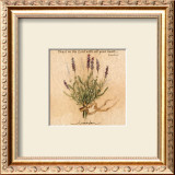 Buy Lavender at AllPosters.com