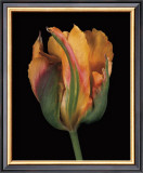 Buy Tulipa Golden Artist at AllPosters.com