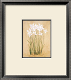 Buy Flower IV at AllPosters.com