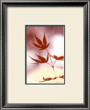 Buy Arrangement of the Leaves II at AllPosters.com