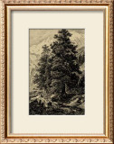 Buy Arolla Pine at AllPosters.com