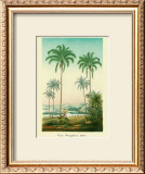 Buy Coco Palm at AllPosters.com