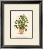 Buy Ivy in a Clay Pot at AllPosters.com