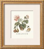 Buy Geraniums at AllPosters.com