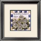 Shasta Daisy